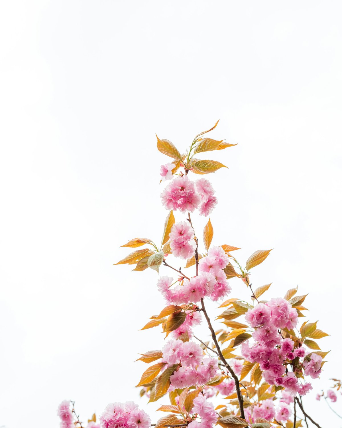 Flores rosadas de cerejeira em detalhe contra um céu claro