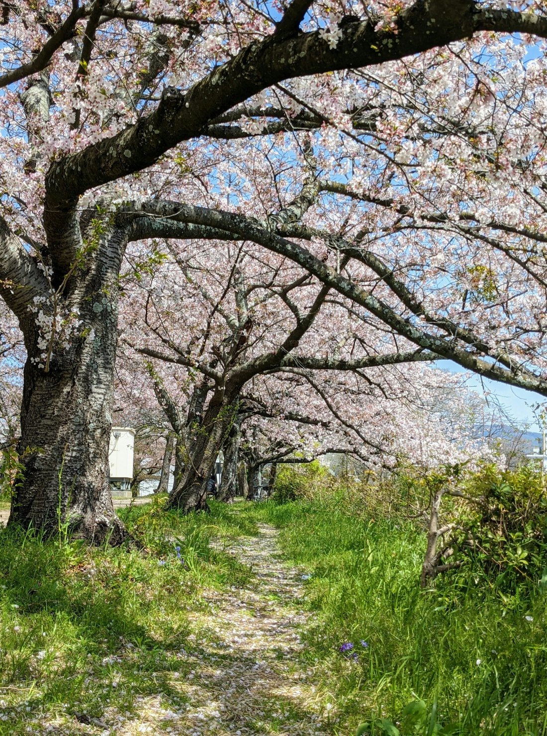 Bosque de cerejeiras floridas junto a um caminho no Japão